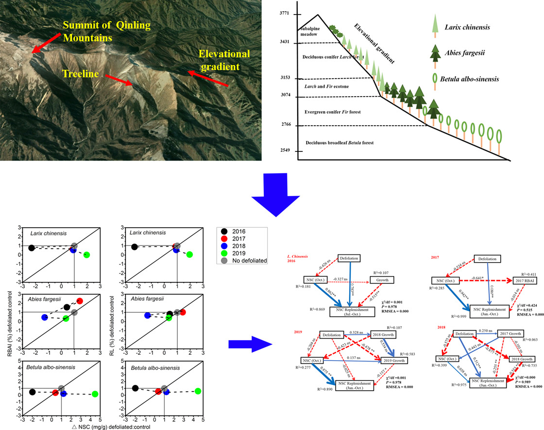 Research Reveals Mechanism of Carbon Allocation at Upper Elevational Tree-limit