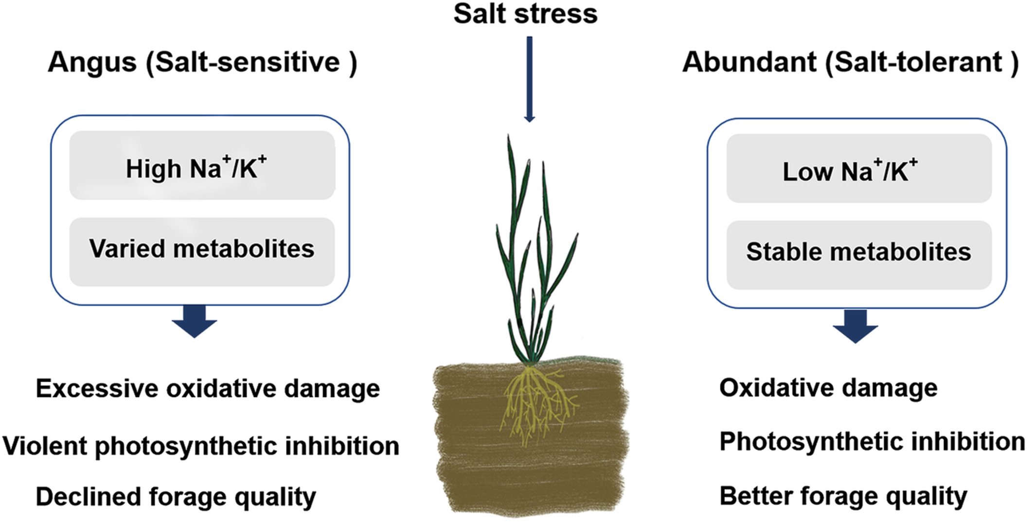 Research Reveals Mechanism of Salinity Tolerance in Italian Ryegrass