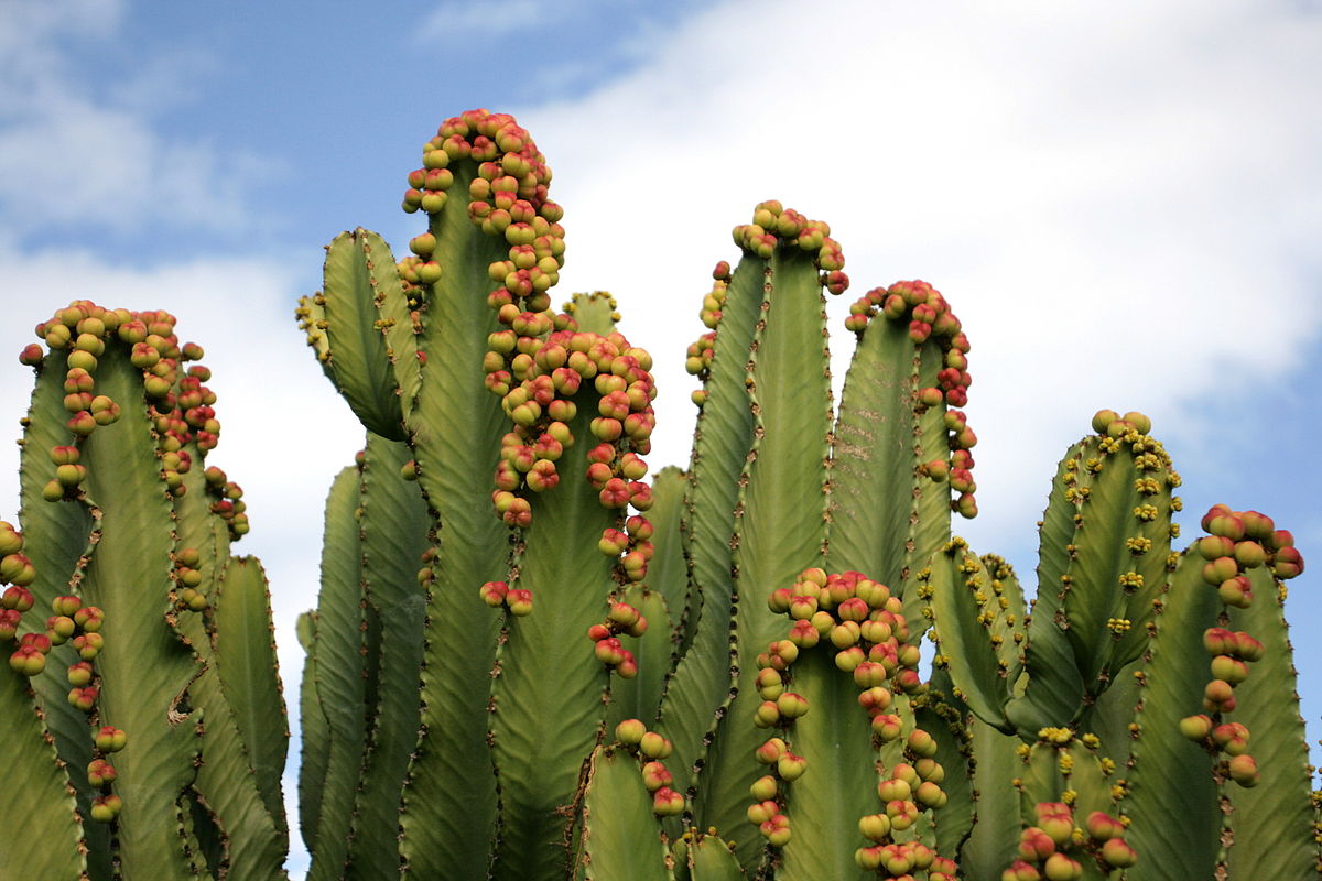 How Do Architectural Traits Explain Structural Evolution of Euphorbia?