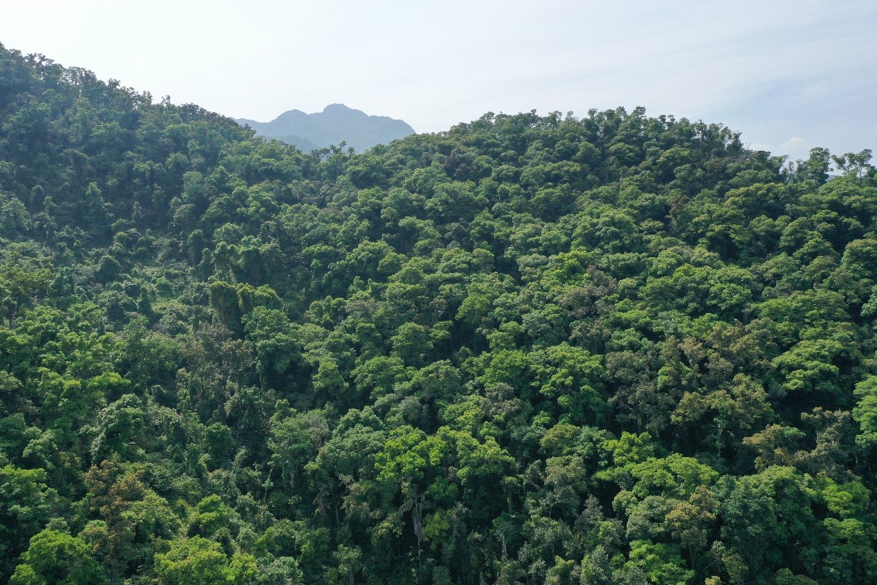 An N-rich primary tropical forest at the Dinghushan Biosphere Reserve in southern China