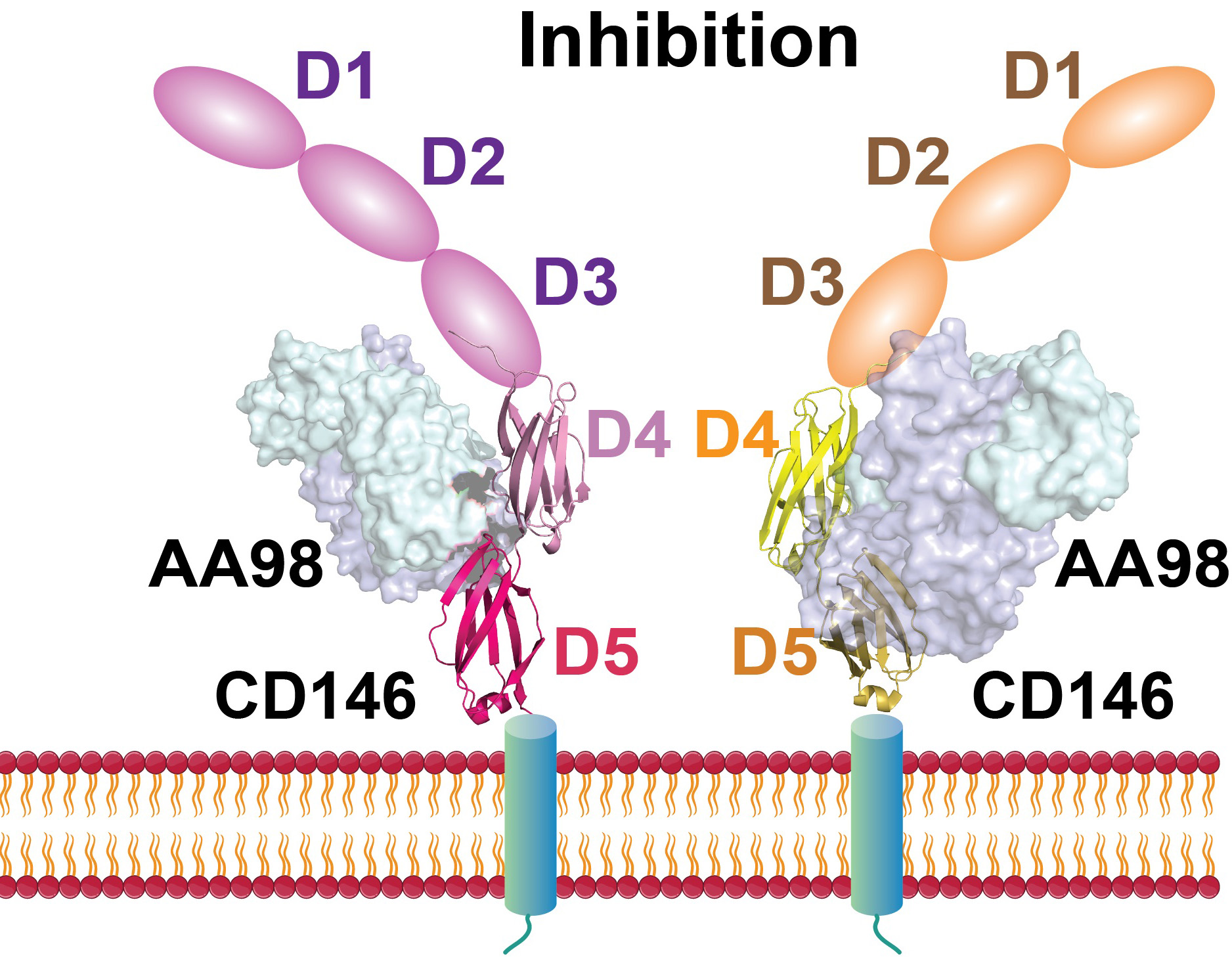 New Antibody Rationally Designed for Better Tumor Inhibition