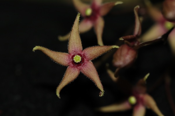 Corolla lobes of Vincetoxicum emeiense.jpg