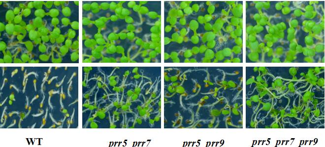 Abscisic Acid Signaling and Circadian Clock Integrate to Regulate Seed Germination in Arabidopsis