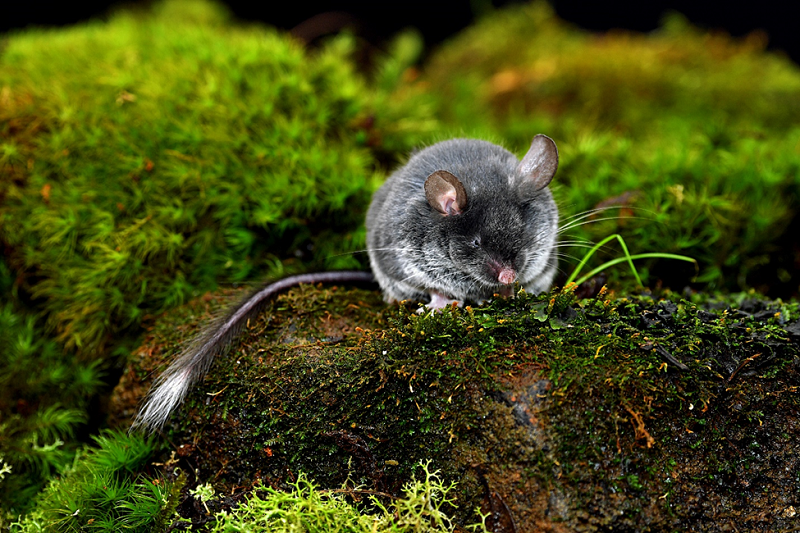 Researchers Discover New Echolocating Mammalian Lineage