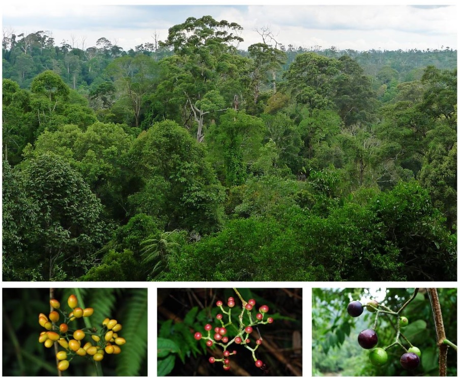 specific habits of Tetrastigma with most species as dominant climbers