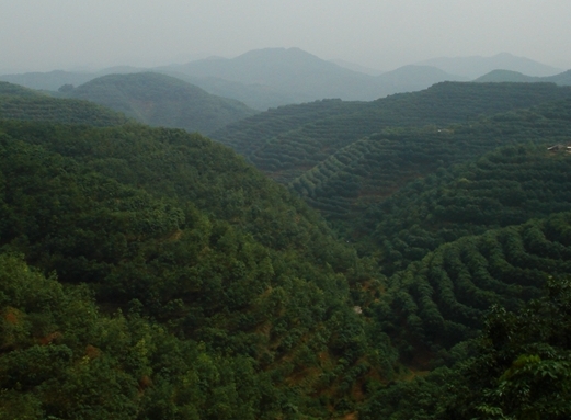 Tropical rubber plantation in Xishuangbanna.jpg