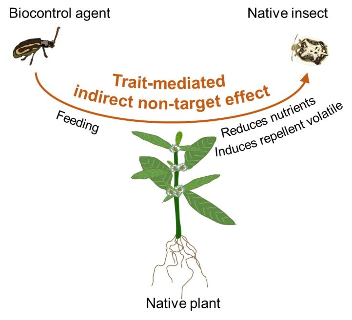 Biocontrol Agent Causes Non-target Effect on Native Insects Through Food Web Interaction