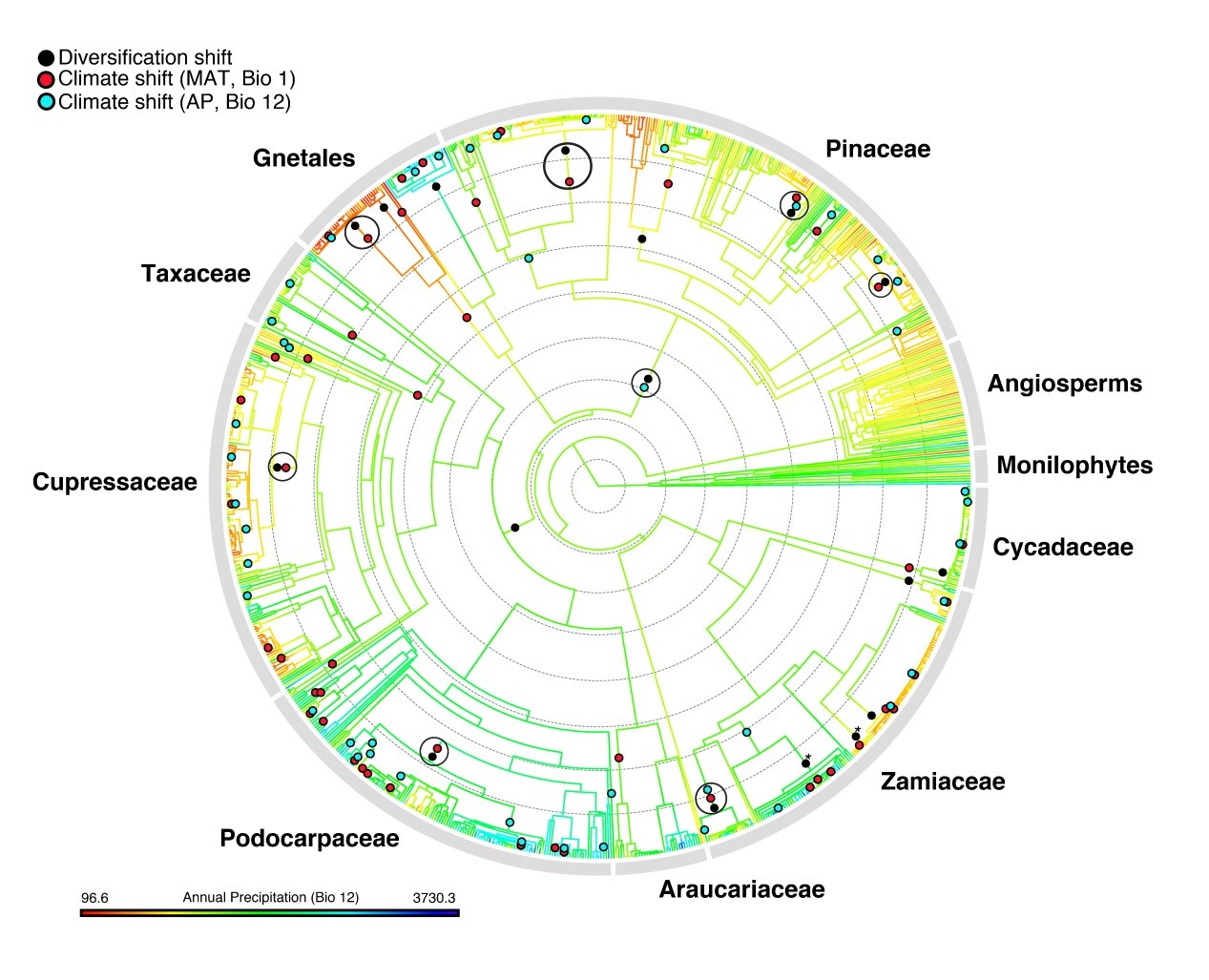Scientists Uncover Drivers of Phenotypic Innovation and Diversification in Gymnosperms