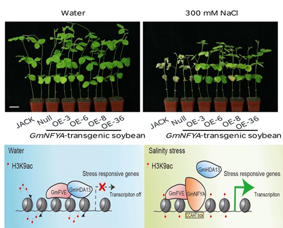 Nuclear Factor Y Subunit Facilitates Histone Acetylation for Salt Tolerance in Soybean