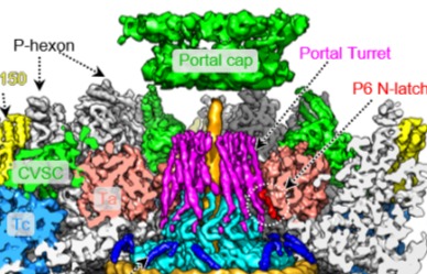 Pressure Sensing and Modulating Mechanism Revealed to Underpin Genome Packaging, Retention and Ejection in Herpesviruses
