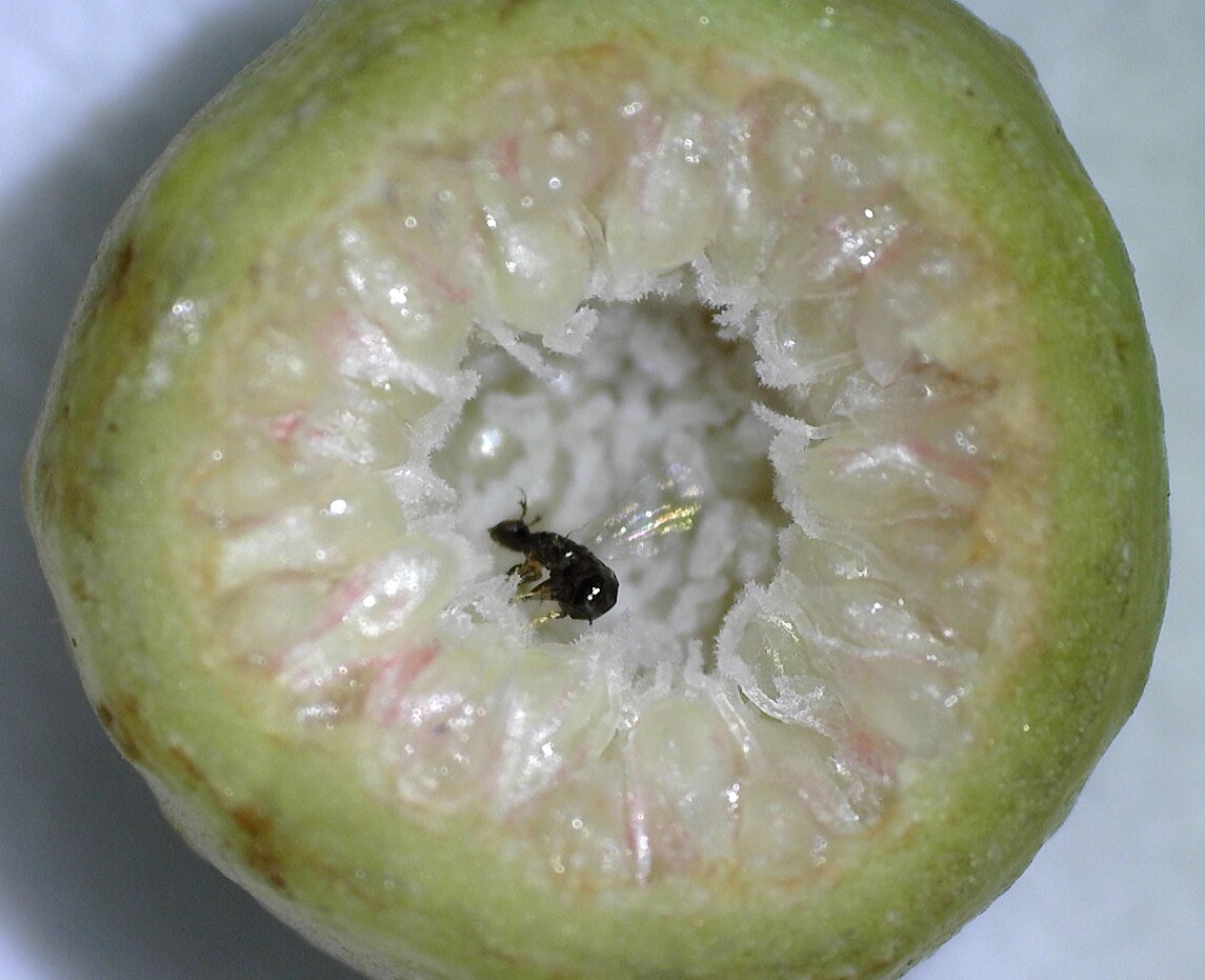 A cheater wasp (Eupristina sp.) laying eggs in a receptive fig of her host F. microcarpa.jpg