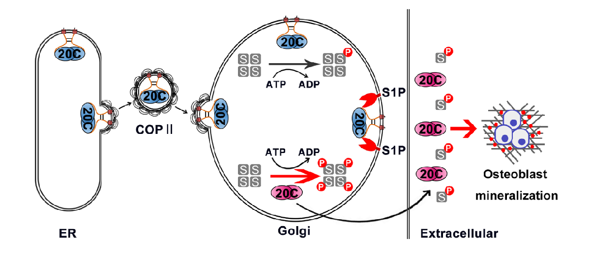 Scientists Reveal Regulatory Mechanism of Secretory Pathway Kinase