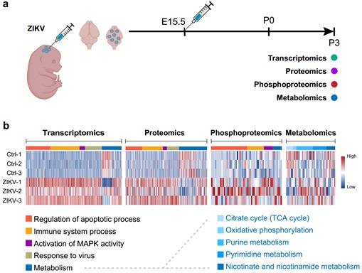 Researchers Reveal Metabolic Root of Zika Virus-induced Microcephaly and Possible Treatment