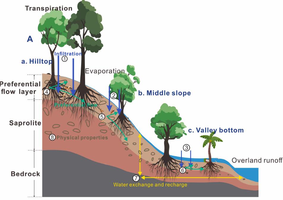 Schematic diagram illustrating the effects of hillslopes on the hydrological processes in the rainy season..jpg