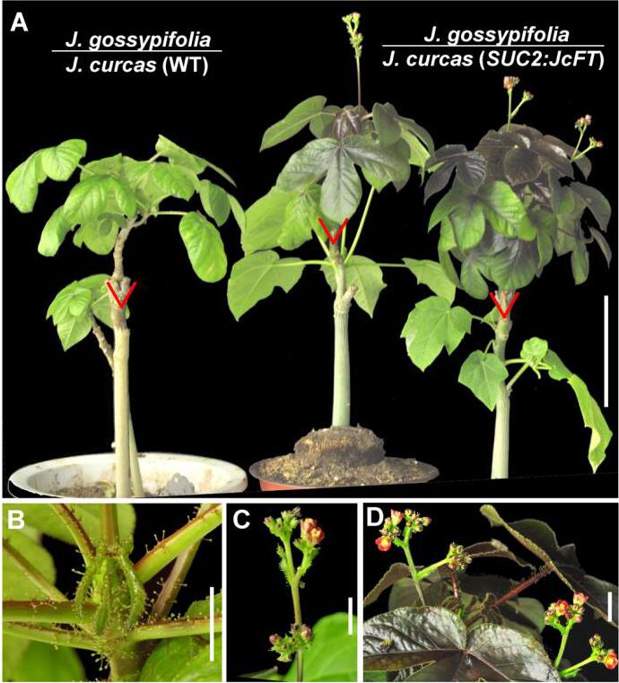 JcFT accelerates Jatropha flowering via grafting.jpg