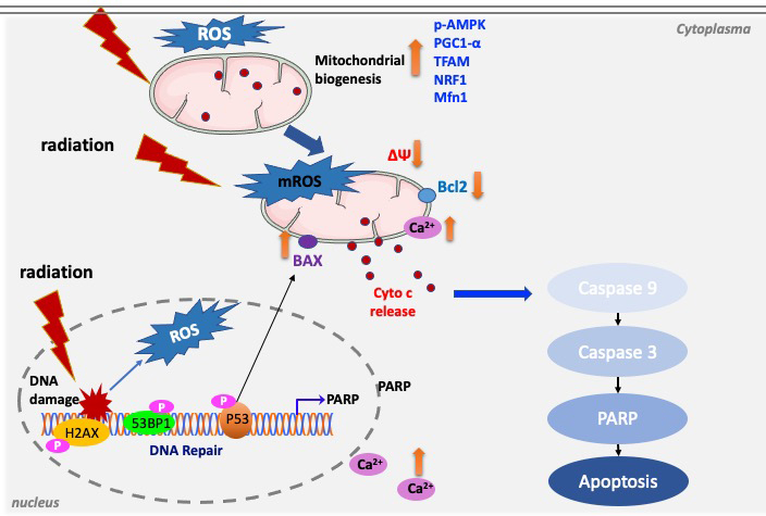 New Study Reveals Relationship Between Mitochondrial Processes and Apoptosis