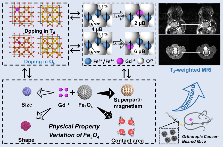 Gd-doped Nanoclusters Help Imaging of Early Orthotopic Cancer