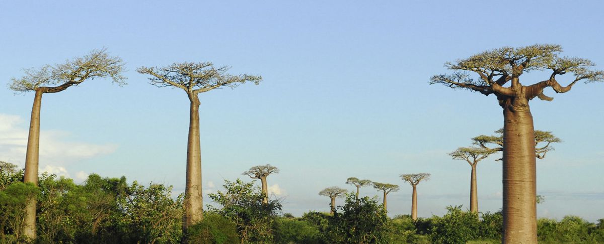 What Will Happen to Baobab Trees in Madagascar in 2050 and 2070?