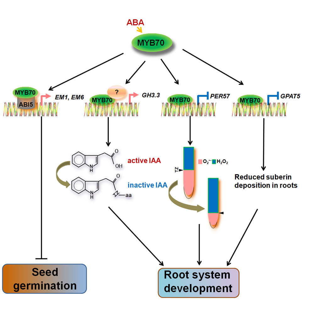 MYB70 modulates seed germination and root system development in Arabidopsis.jpg
