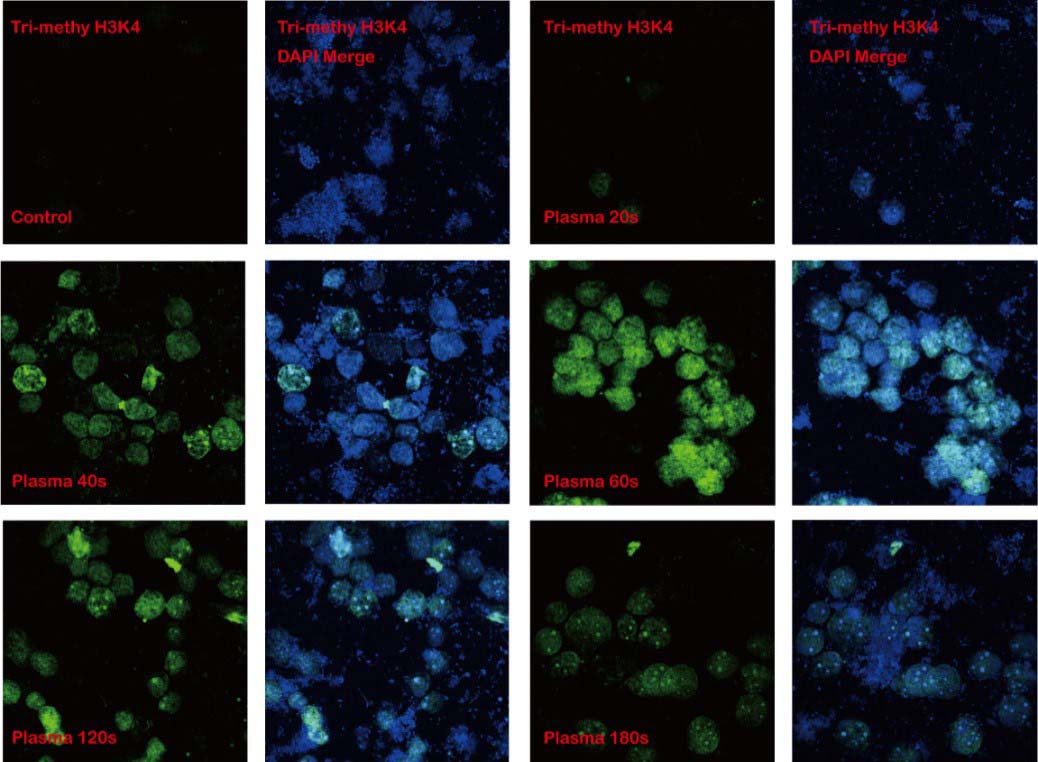 Histone methylation in algal cells induced by plasma