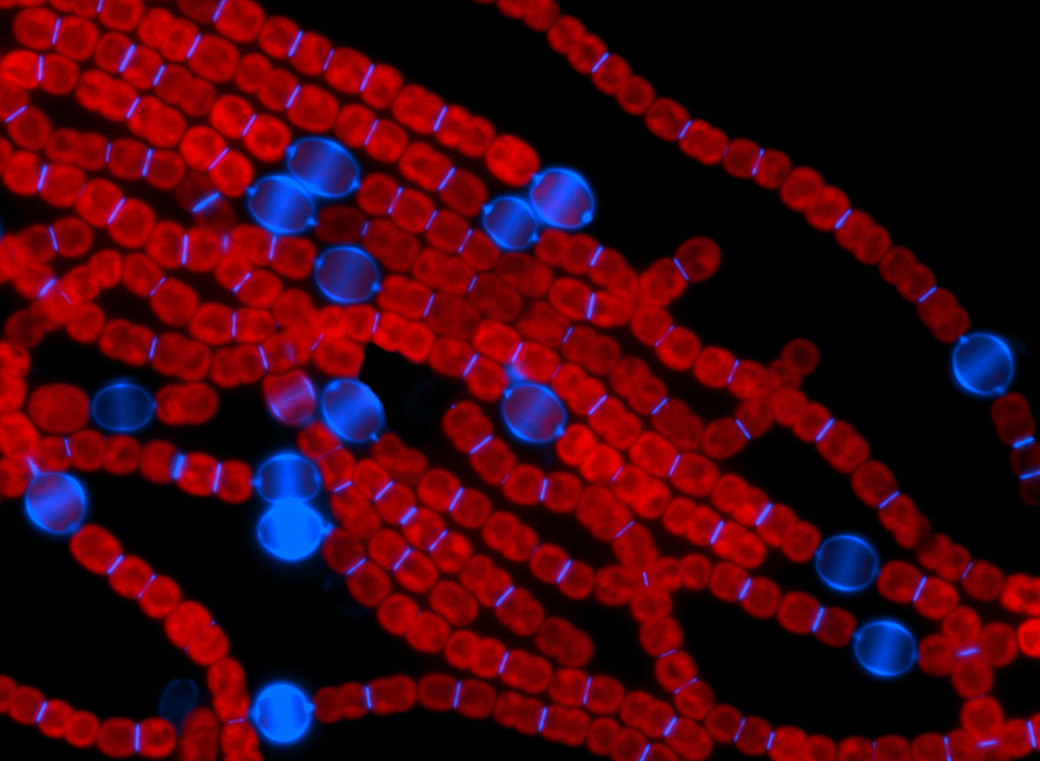 Heterocyst-development Regulator HetF Functions as New Divisome Component