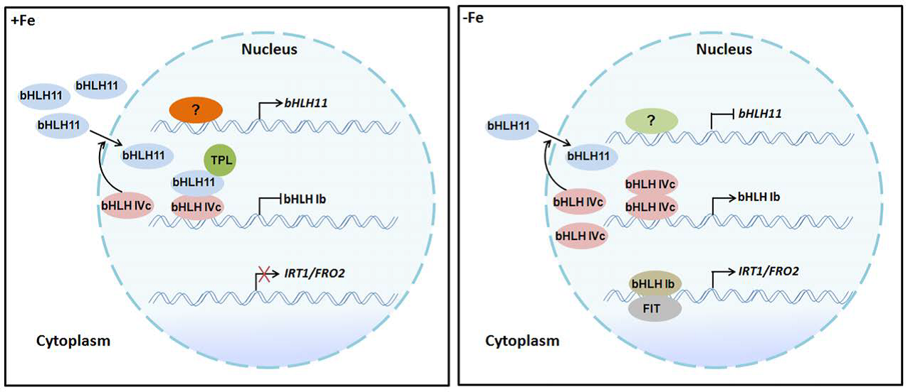 A working model of bHLH11 in Fe homeostasis.png