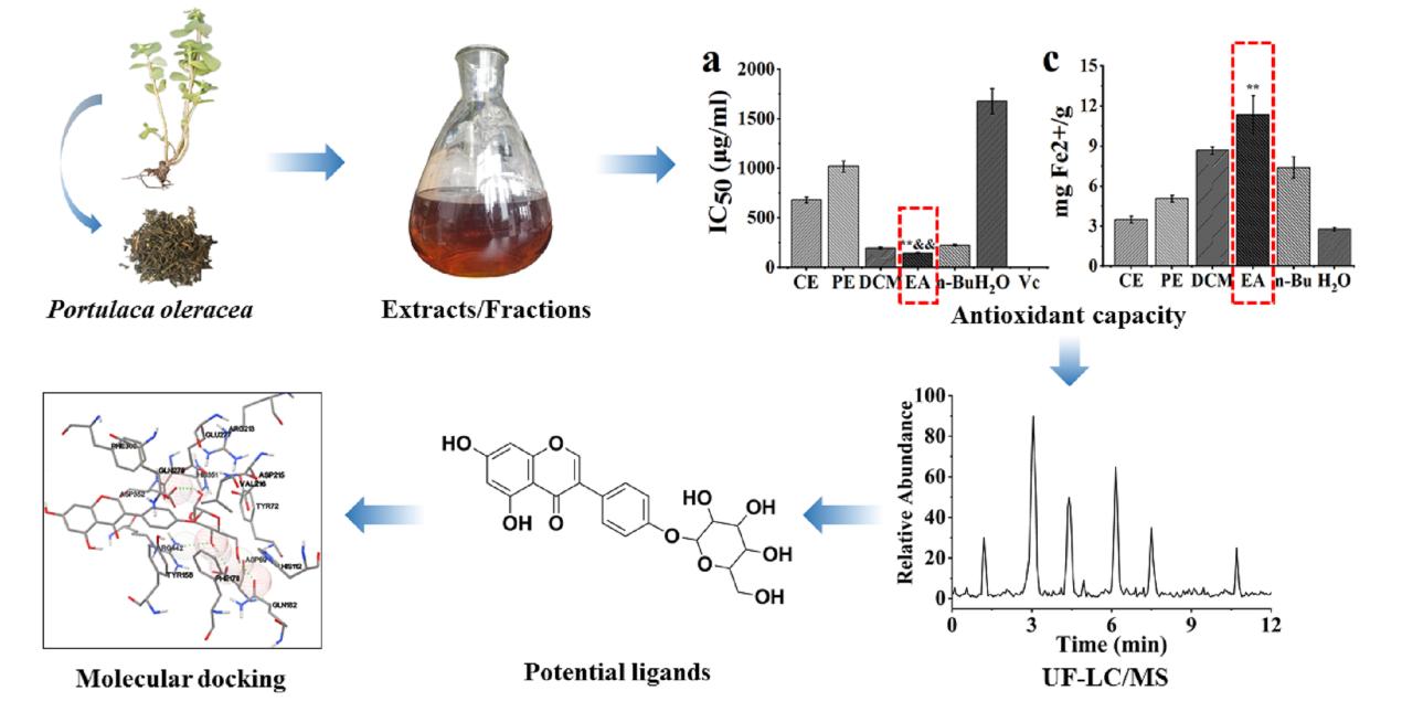 Researchers Screen Potential Antioxidant, Hypoglycemic and Hypolipidemic Components from <EM>Portulaca oleracea</EM>