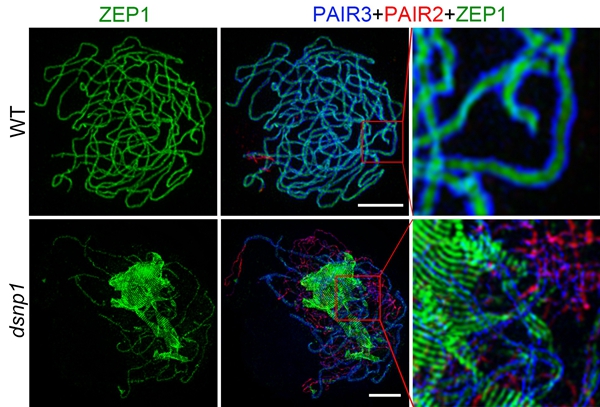 E3 Ubiquitin Ligase Plays Essential Role during Rice Meiosis