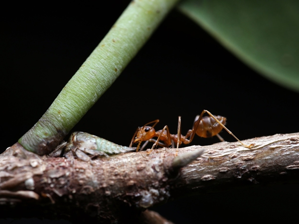 Hemipteran–ant Mutualism Could Represent Symbiotic Invasion