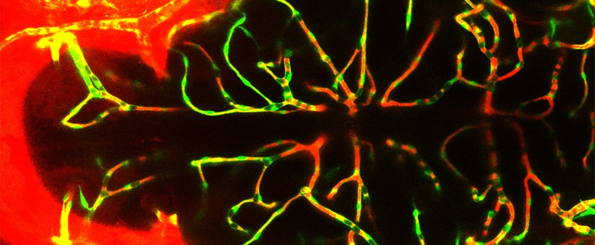 TBPH Increases Permeability of Blood Brain Barrier