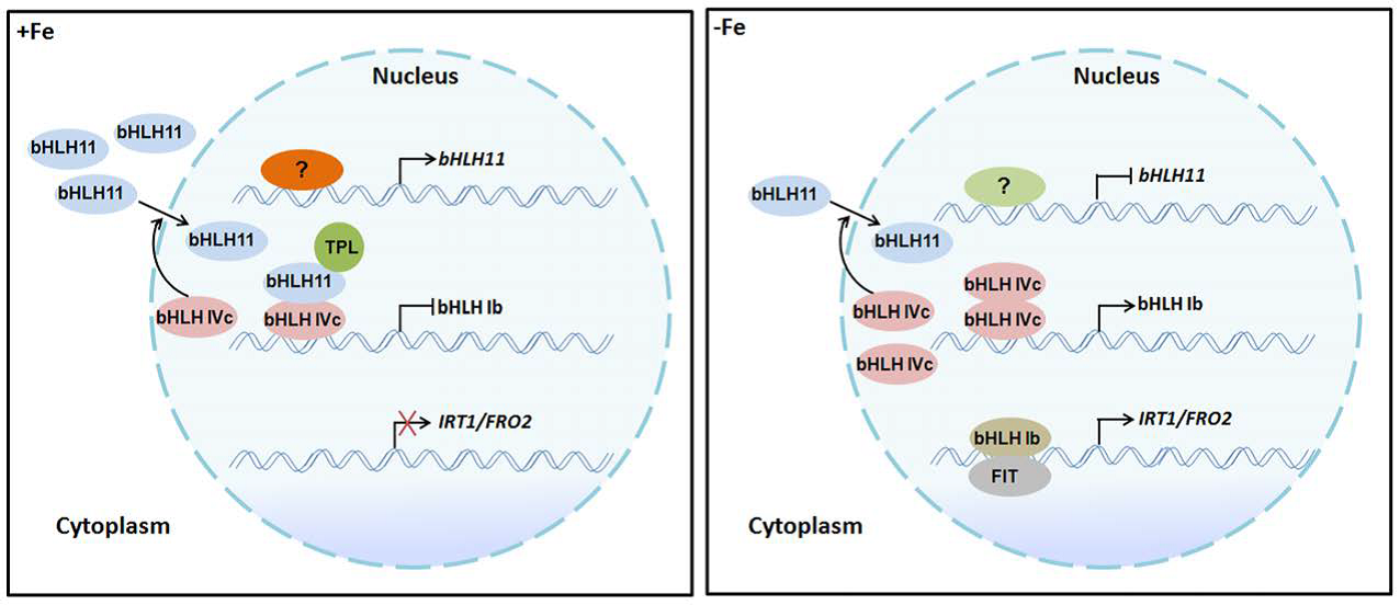 bHLH11: Active Repressor for Iron Toxicity in Arabidopsis