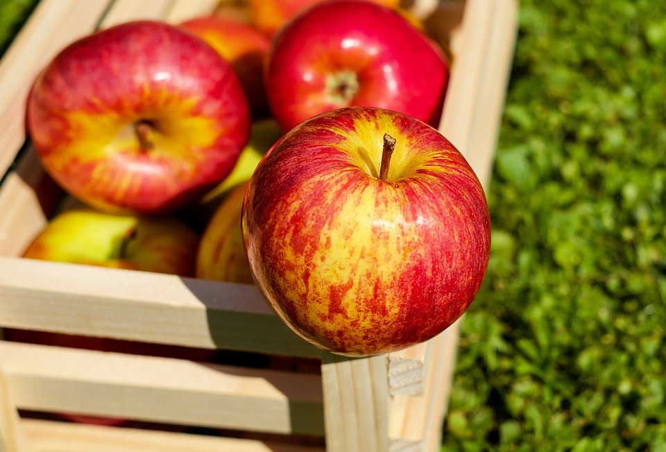 Research Reveals Mechanism Underlying Chlorogenic Acid Accumulation in Apples
