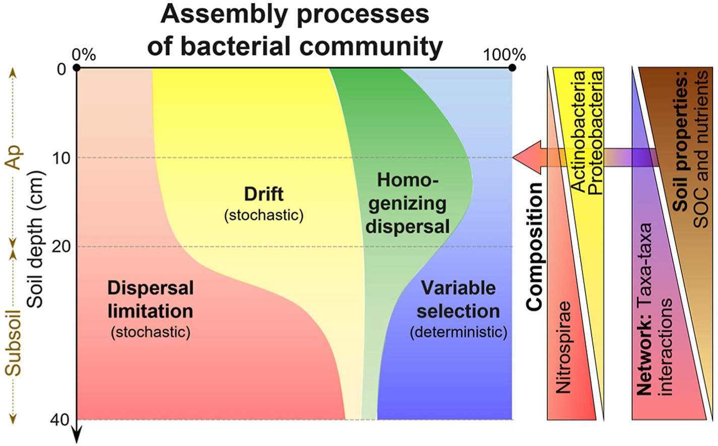 Depth effects on bacterial community assembly processes in paddy soils..jpg