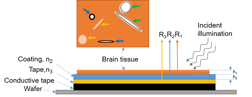Researchers Develop Optical Multilayer Interference Tomography for Mesoscale Neuroanatomy of Brain Tissue Cells