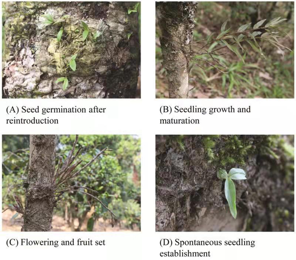 Orchid Reintroduction Is Helpful to Long-term Species Protection