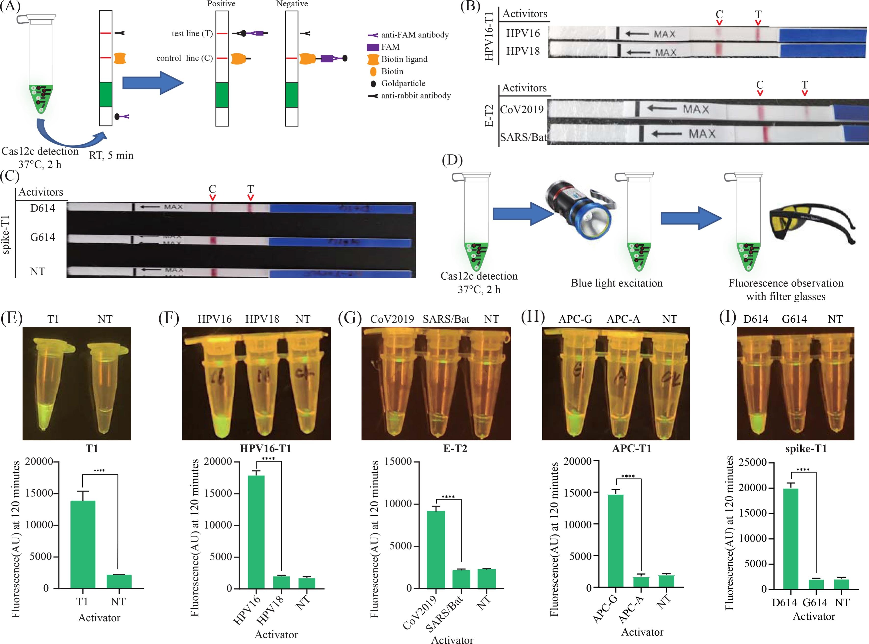 Researchers Develop Specific and Sensitive Cas12c-based Nucleic Acid Detection Platform