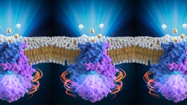 The structure and activation model of plant QUAC1/ALMT12 channel. A. The structure of QUAC1/ALMT12; B. The malate-mediated activation model