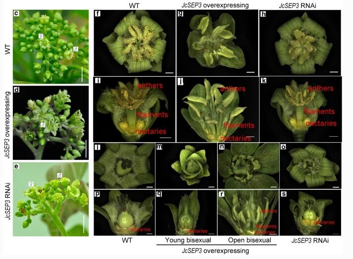 Phenotypes of wild-type (WT), JcSEP3-overexpressing and JcSEP3-RNAi transgenic plants.jpg