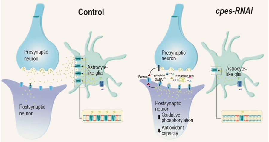 Schematic model of aberrant transynaptic glutamate signaling under glial-specific cpes knockdown compared to control condition