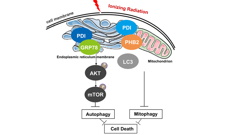 Protein disulfide isomerase regulates radio sensitivity by mitophagy