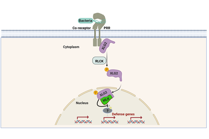 A model illustrating nuclear-localized XLG2 coordinated plant defensed gene expression with MLKs