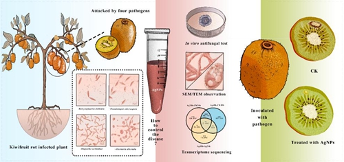 antifungal activity and mechanism of silver nanoparticles against four pathogens