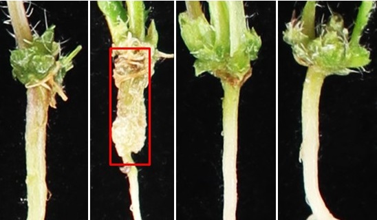 A proposed model of T-Spm function in Arabidopsis thaliana