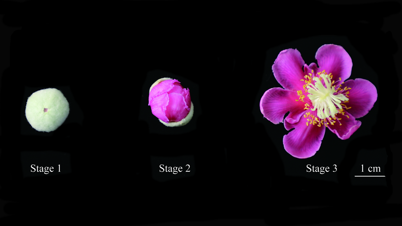 Stages of flower development in A. eriantha . Stage 1 Flower buds; stage 2 unopen flowers; stage 3 full-opening flower.jpg