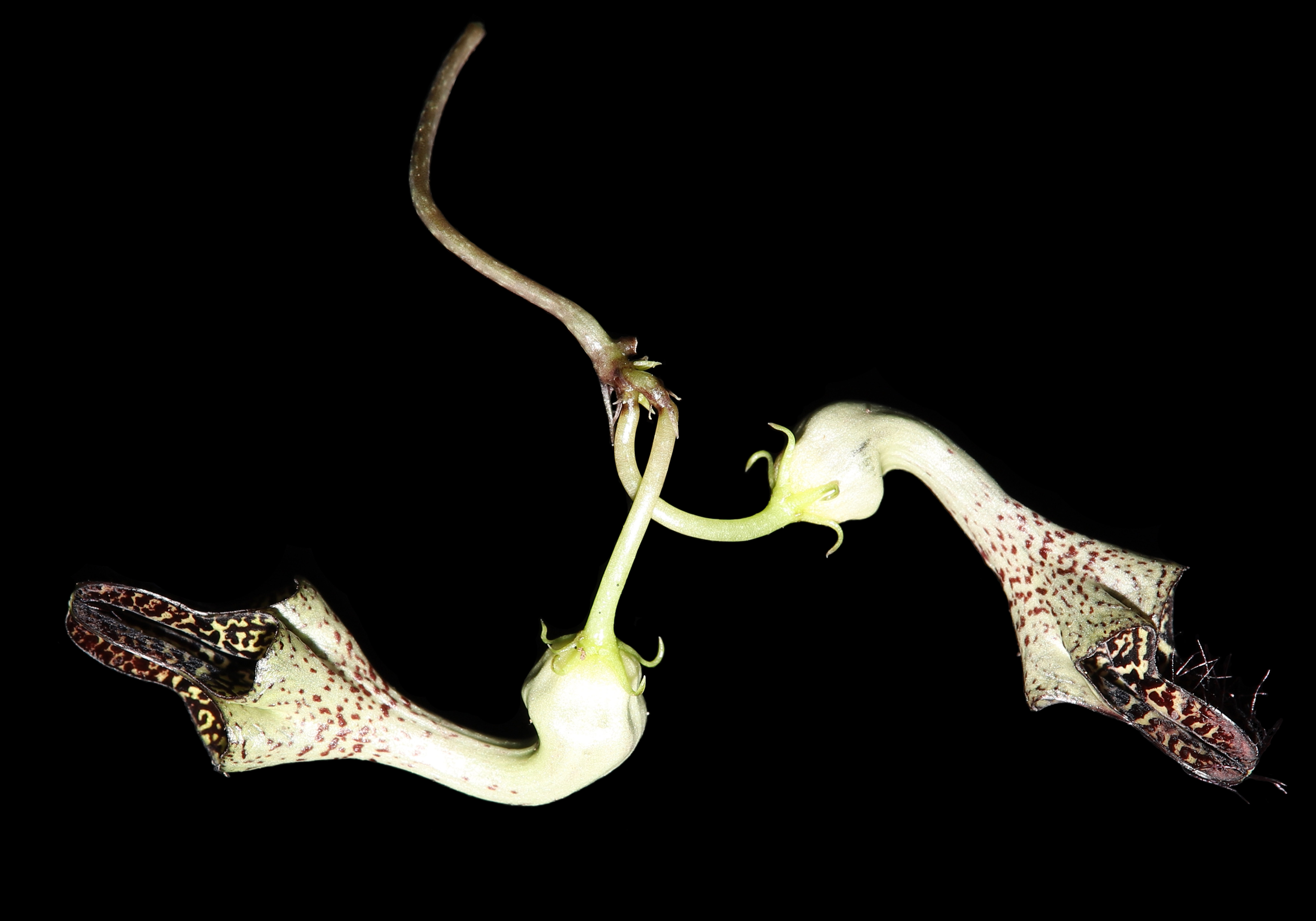 Ceropegia eshanensis.jpg