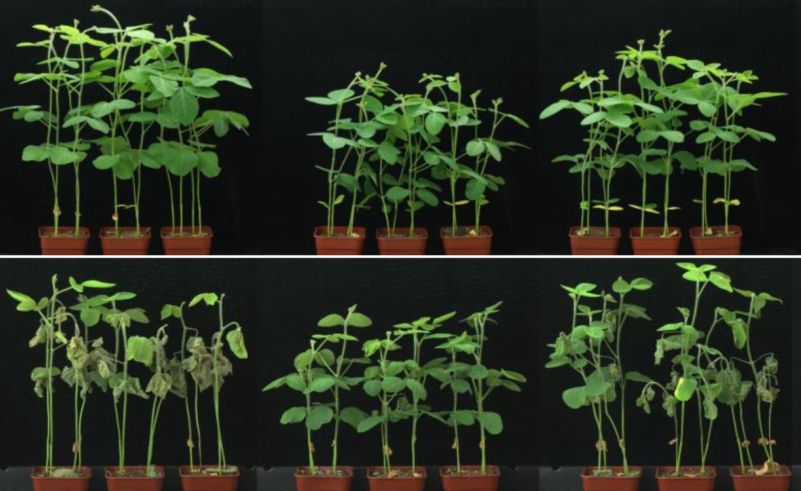 New Function of an Oil Regulator GmZF351 in Soybean Stress Tolerance
