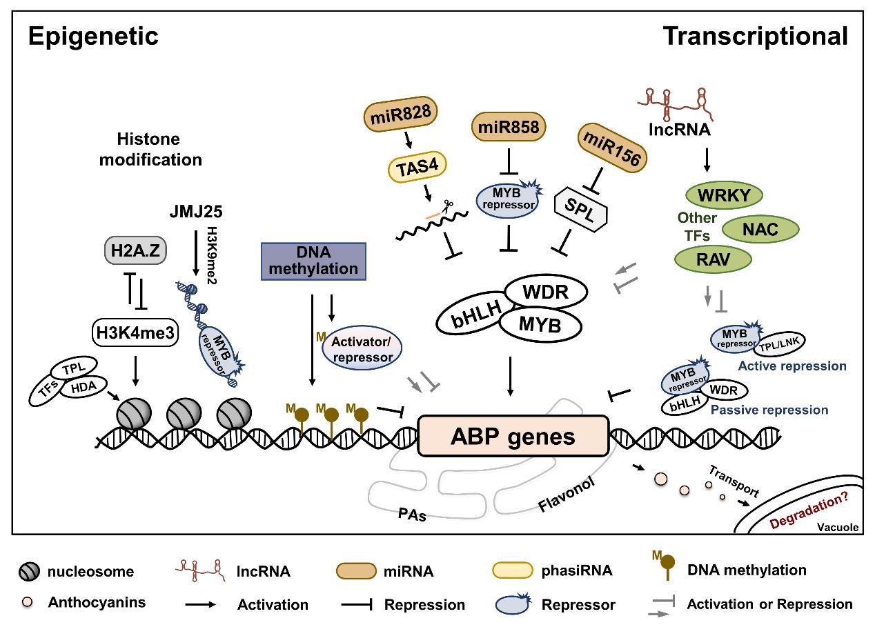 A simplified model of the transcriptional and epigenetic regulation on anthocyanin biosynthesis (Image by WBG).jpg