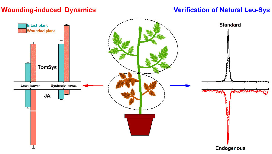 Graphical protocol for TomSys analysis and its application in TomSys endogenous level measurement and Leu-Sys identification