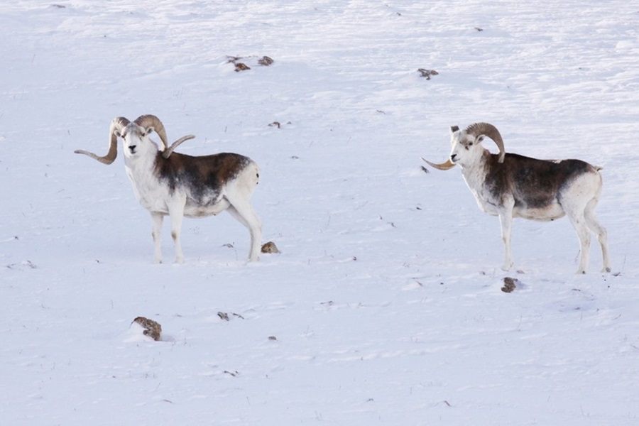 A picture of Marco Polo sheep Ovis ammon polii (Image by Prof. YANG Weikang's group)