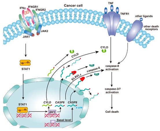 Biochemical mechanism of TNF and IFNγ-induced cancer cell death